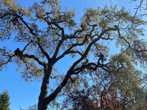 SF Tree Care Branch Drop Syndrome Tips Arborist Now